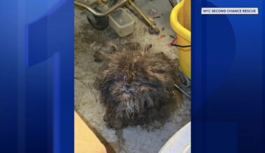News 12 | Bronx | 2 Dogs Rescued From Dire Conditions In Bronx Basement