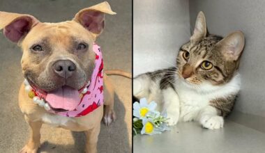 Puma, left, and Spidey, right. (Courtesy of the NYCACC)