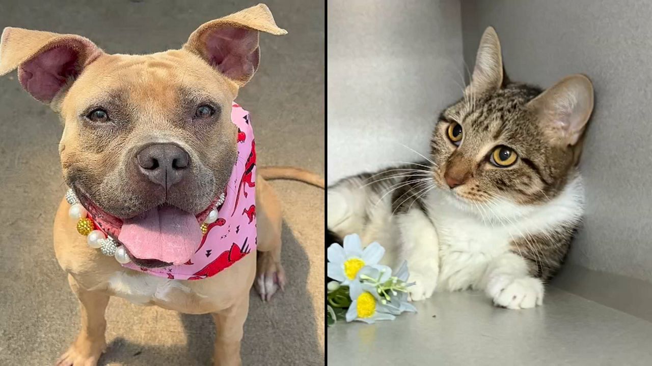 Puma, left, and Spidey, right. (Courtesy of the NYCACC)