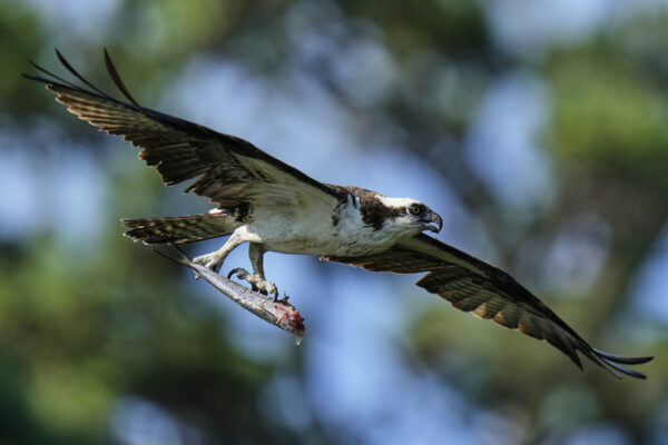 An osprey flies with a half-eaten fish in its talons above the Lynnhaven River, June 30, 2025, in Virginia Beach, Va. (AP Photo/Stephanie Scarbrough)