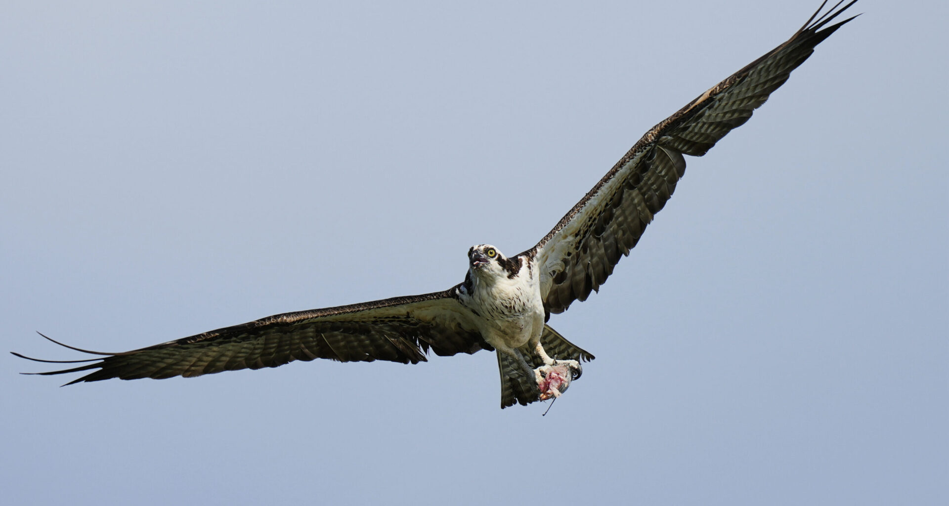 An osprey flies with a half-eaten fish in its talons above the Lynnhaven River, June 30, 2025, in Virginia Beach, Va. (AP Photo/Stephanie Scarbrough)