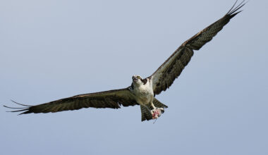 An osprey flies with a half-eaten fish in its talons above the Lynnhaven River, June 30, 2025, in Virginia Beach, Va. (AP Photo/Stephanie Scarbrough)