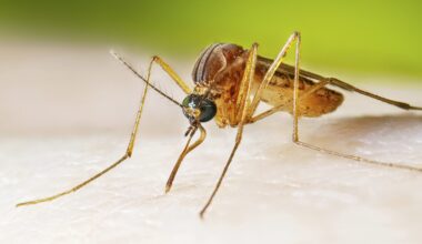 5 Things To Know About NYC's Surge in Mosquitoes With West Nile Virus
