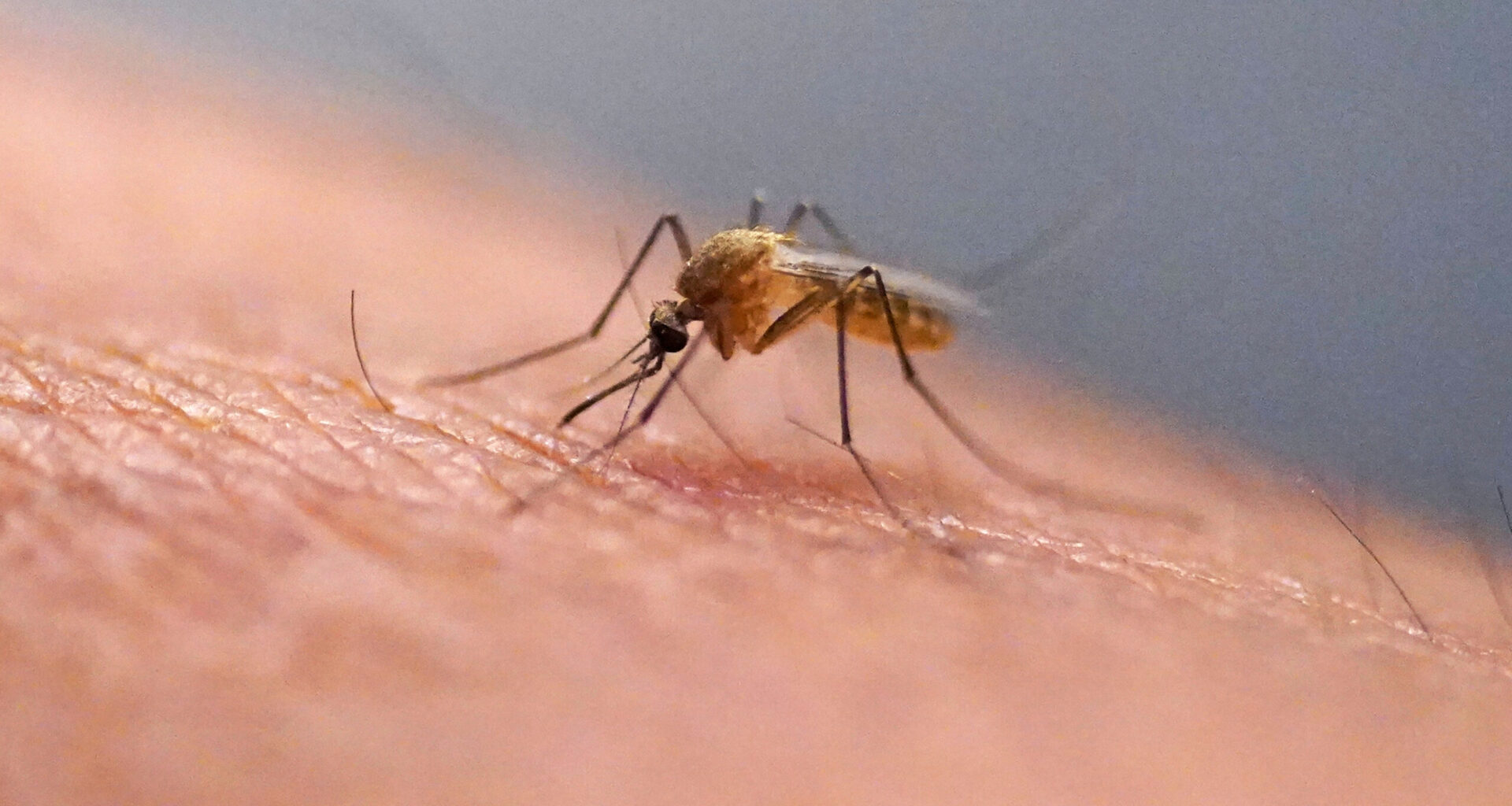 A mosquito feeds at the Salt Lake City Mosquito Abatement District on July 26, 2023, in Salt Lake City. AP Photo/Rick Bowmer, File