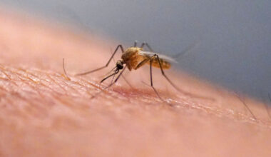 A mosquito feeds at the Salt Lake City Mosquito Abatement District on July 26, 2023, in Salt Lake City. AP Photo/Rick Bowmer, File