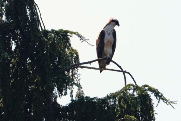 An osprey looks down at the water at the Ballard Locks, Tuesday, Aug. 18, 2026, in Seattle. (AP Photo/Lindsey Wasson)