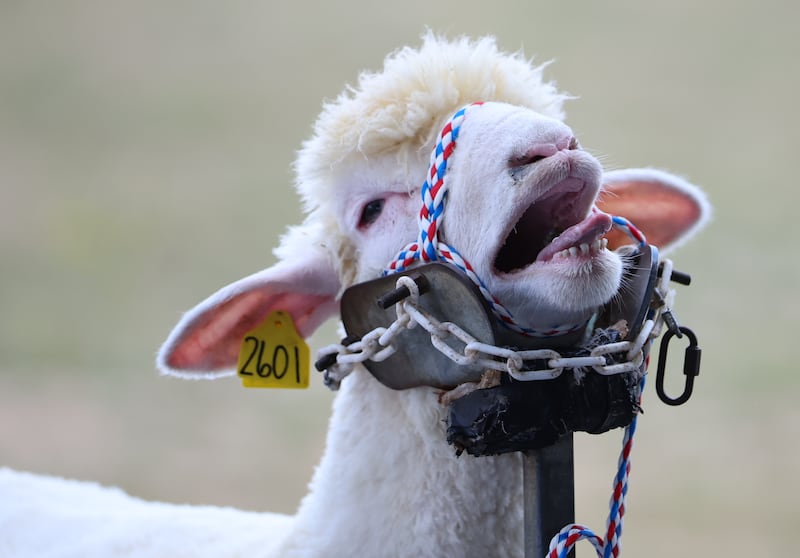 Opening day of the New York State Fair