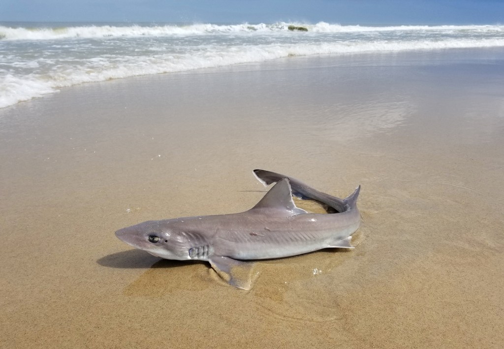 A spiny dogfish shark on the beach, being caught and released in the water.