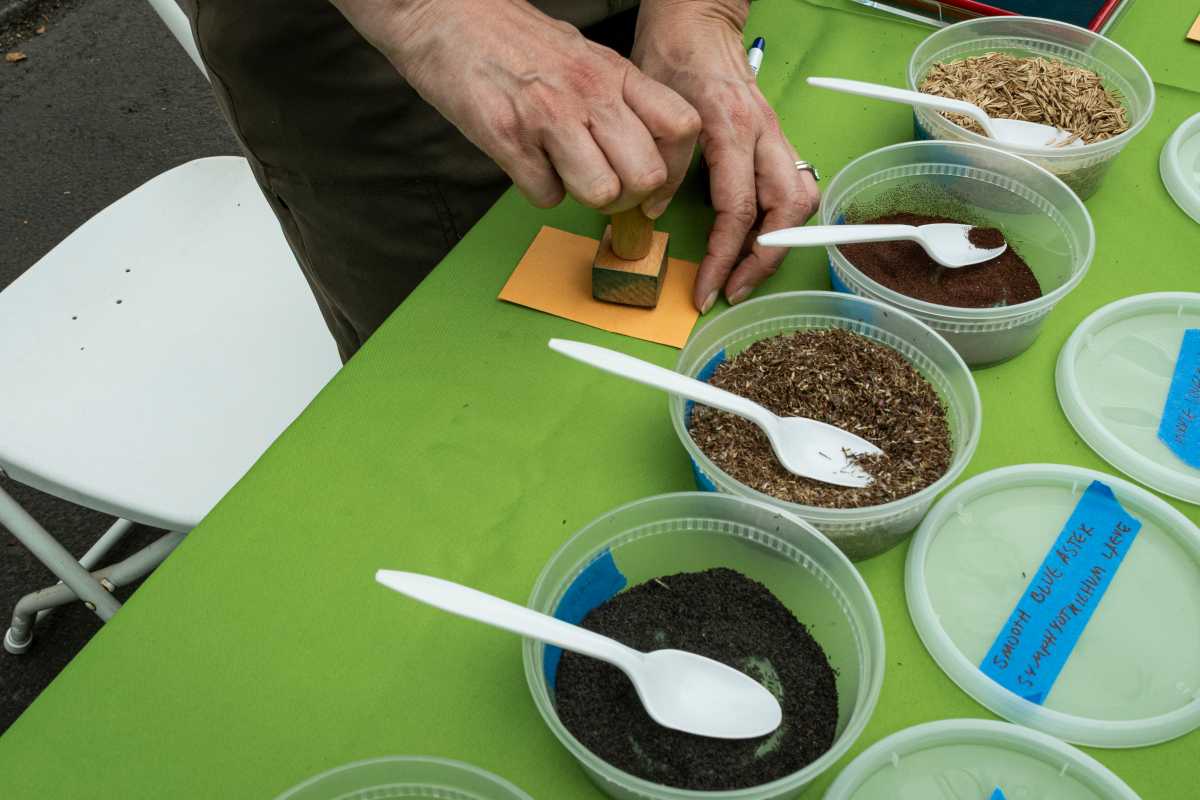 NYC Parks' GreenThumb program distributed samples of seeds that are native to the greater NYC area. Seeds that grow Black-eyed Susans, Smooth Blue Asters, White Avens, Partridge Peas, and more.
