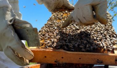 Keepers moving swarms to save bees in New York