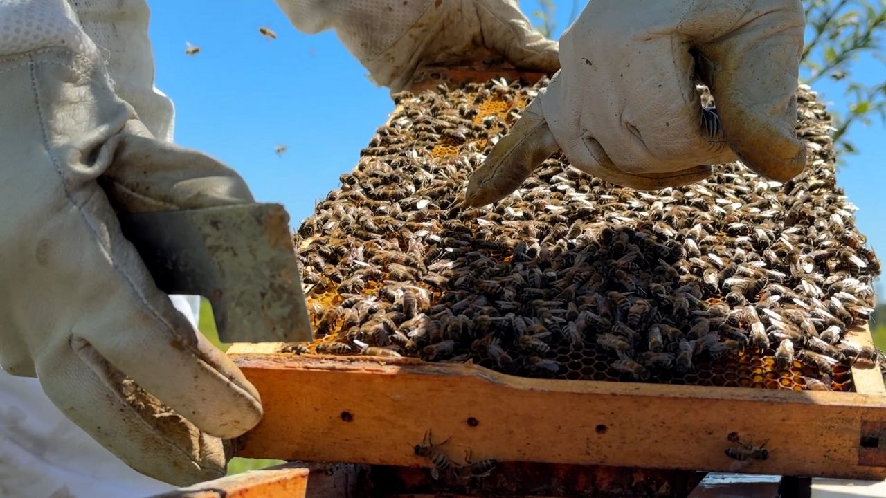 Keepers moving swarms to save bees in New York