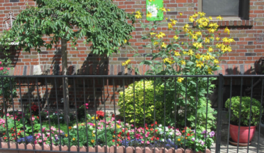 Bay Ridge Blooms at Ridge Boulevard between 71st Street and Ovington Avenue won second place award in the 2026 Greenest Block in Brooklyn contest. Photo: Brooklyn Botanic Garden