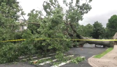 Fallen trees Aug storm