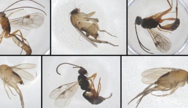 New species in New York City? Here’s what we’ve found so far.