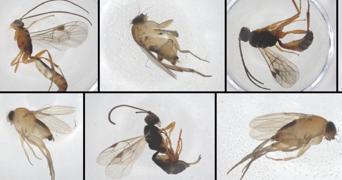New species in New York City? Here’s what we’ve found so far.