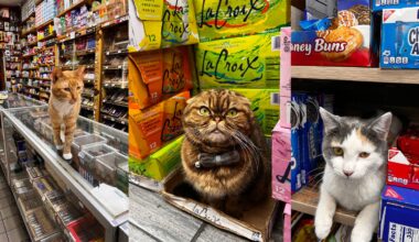 A three-panel collage shows three different cats in a store: an orange tabby walking on a glass display case, a brown tabby wearing a bow tie sitting in a LaCroix box, and a calico cat resting on a shelf next to snack boxes.