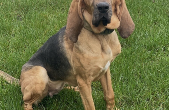Missing police bloodhound K9 Casey struck and killed on New York Thruway