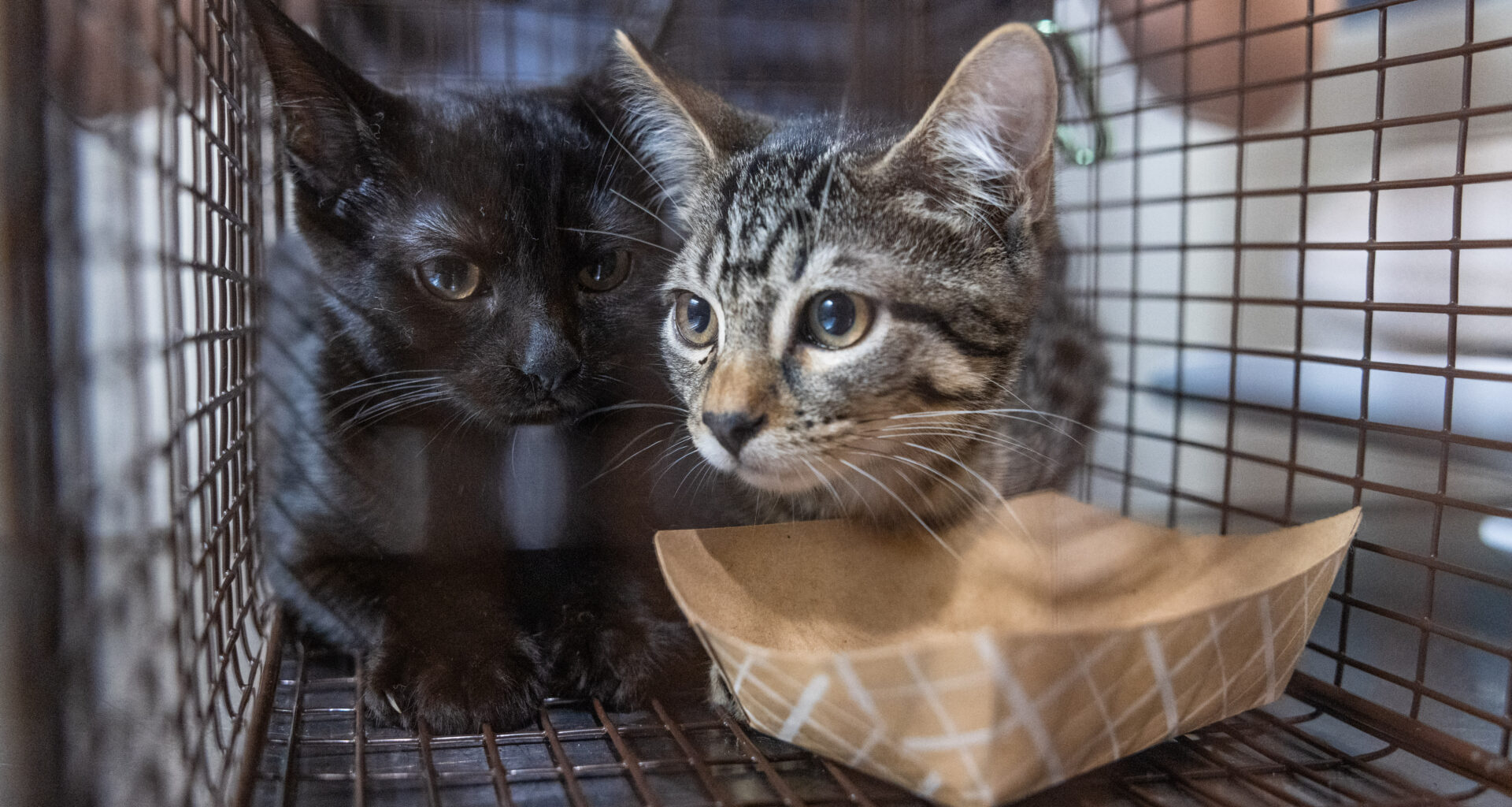 Over 100 cats rescued from 3 squalid Bronx, Queens homes: ASPCA