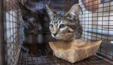 Over 100 cats rescued from 3 squalid Bronx, Queens homes: ASPCA