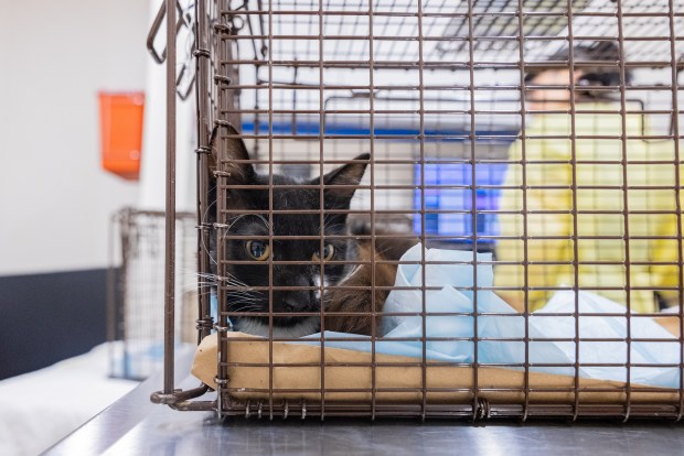 More than 100 cats were rescued from deplorable conditions in homes in Queens and the Bronx, according to the ASPCA. (ASPCA)