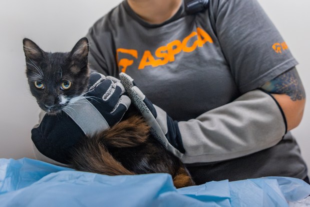 More than 100 cats were rescued from deplorable conditions in homes in Queens and the Bronx, according to the ASPCA. (ASPCA)