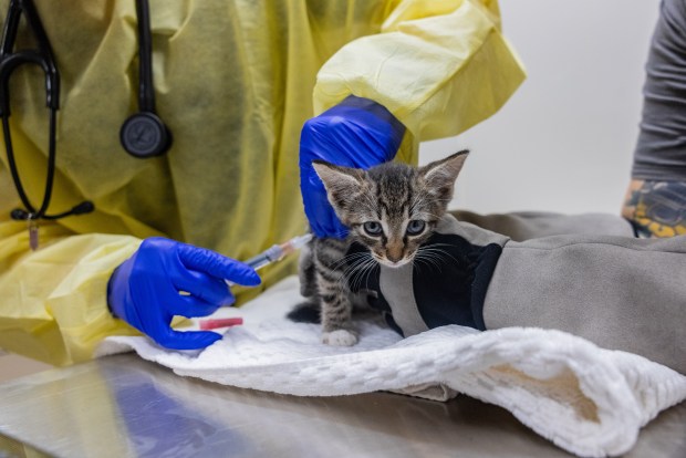 More than 100 cats were rescued from deplorable conditions in homes in Queens and the Bronx, according to the ASPCA. (ASPCA)