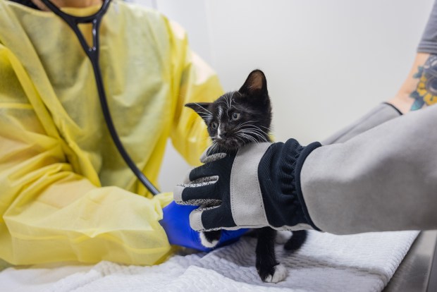 More than 100 cats were rescued from deplorable conditions in homes in Queens and the Bronx, according to the ASPCA. (ASPCA)