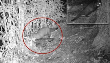 Rare American mink possibly spotted on Long Island for first time in 31 years