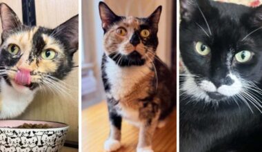Open your heart and meet the adoptable cats at KittyKind – NBC New York