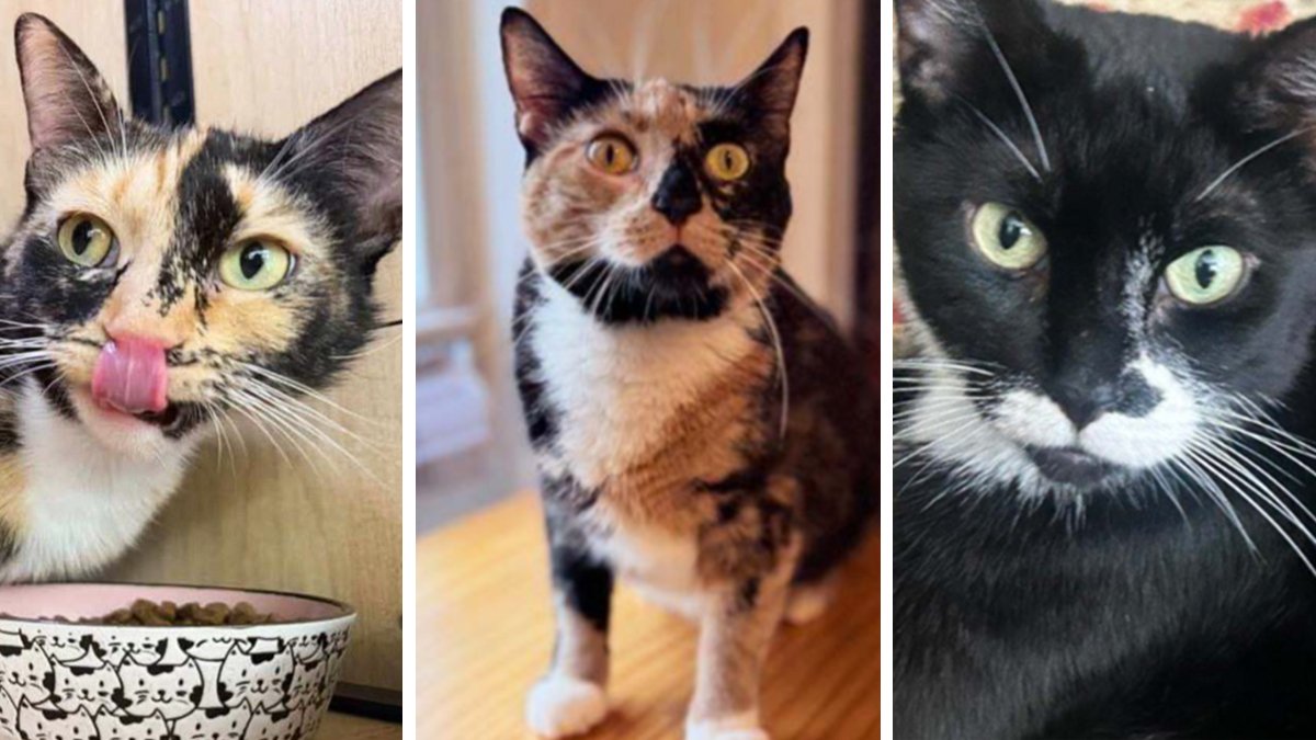 Open your heart and meet the adoptable cats at KittyKind – NBC New York