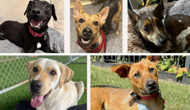 Meet this week’s adoptable dogs from The SATO Project – NBC New York