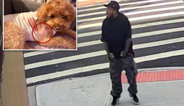 Maniac fires wildly Brooklyn Street, shooting dog barely missing developmentally delayed woman