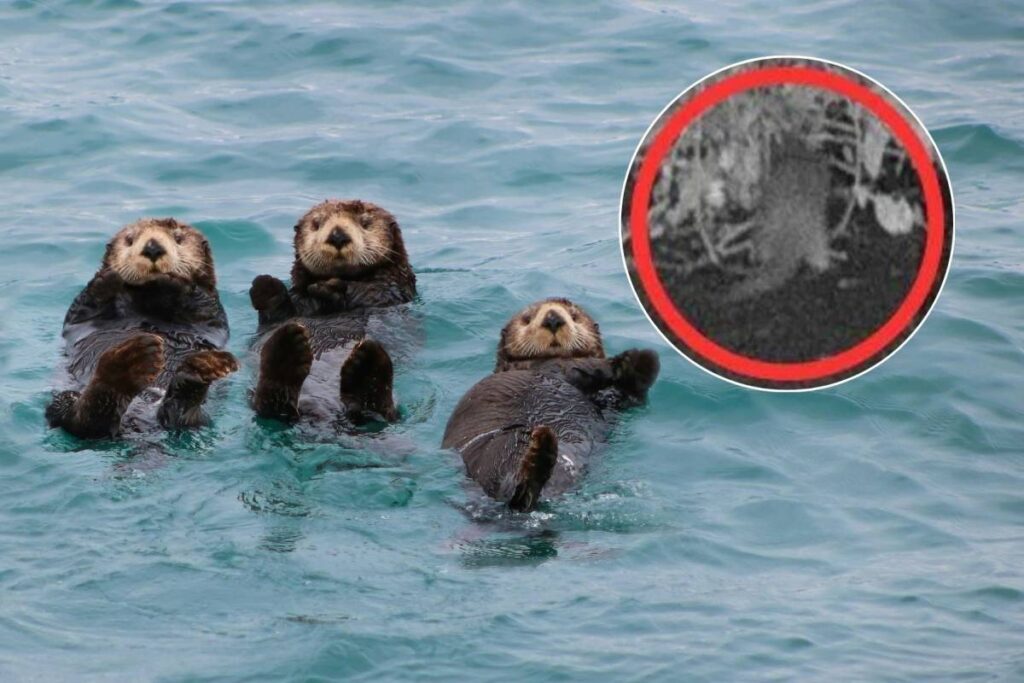 After 100 years, an otter was just spotted in the Bronx River—and local scientists “could hardly believe” the footage