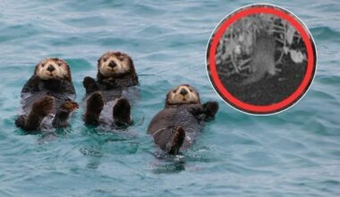 After 100 years, an otter was just spotted in the Bronx River—and local scientists "could hardly believe" the footage