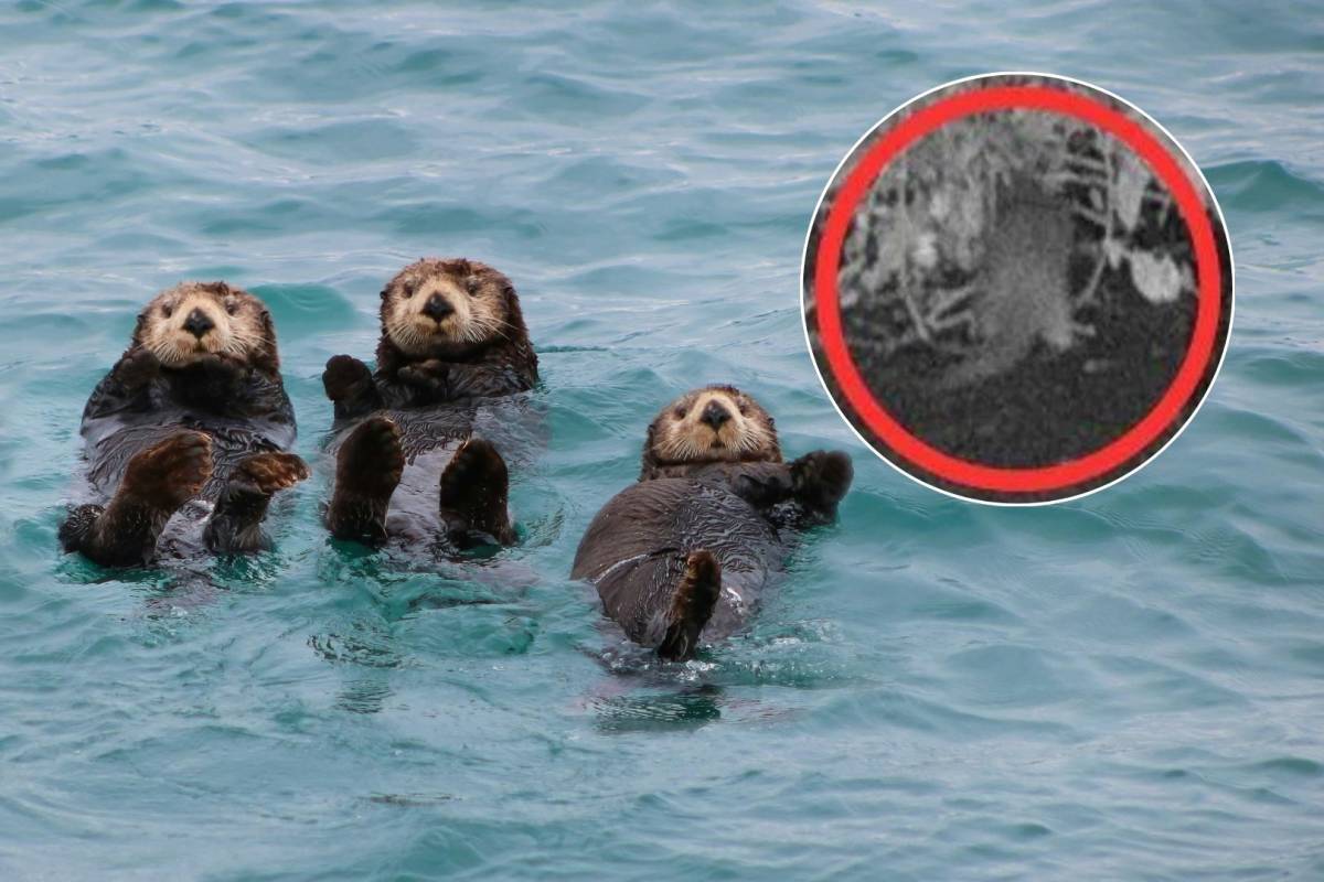 After 100 years, an otter was just spotted in the Bronx River—and local scientists "could hardly believe" the footage