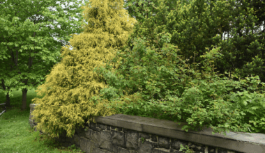 NYC Parks: Boosting Community, Quality of Life, and Resilience Since 1686