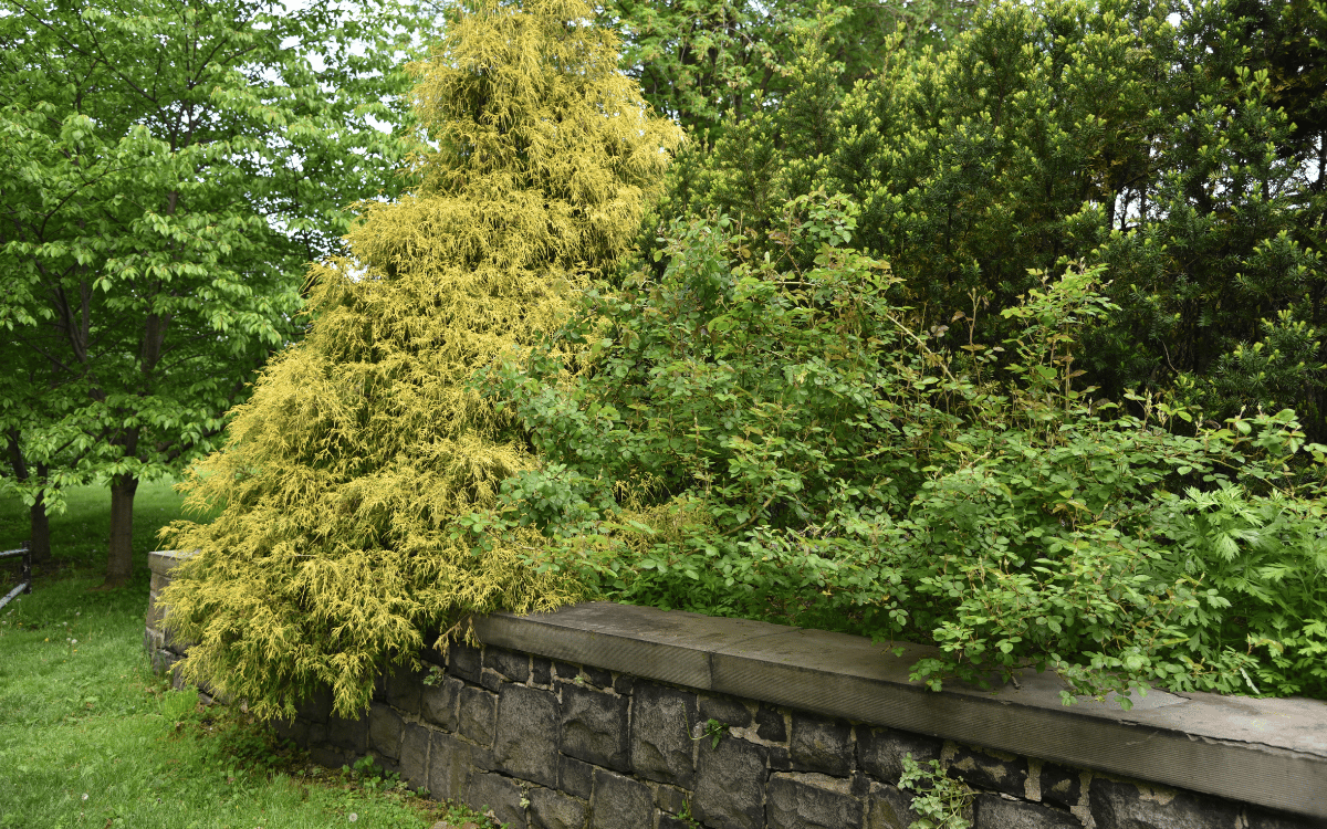 NYC Parks: Boosting Community, Quality of Life, and Resilience Since 1686