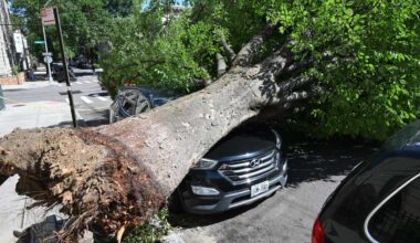CM Wong calls for more resources for NYC Parks Forestry services amid reported uptick in collapsed trees – QNS