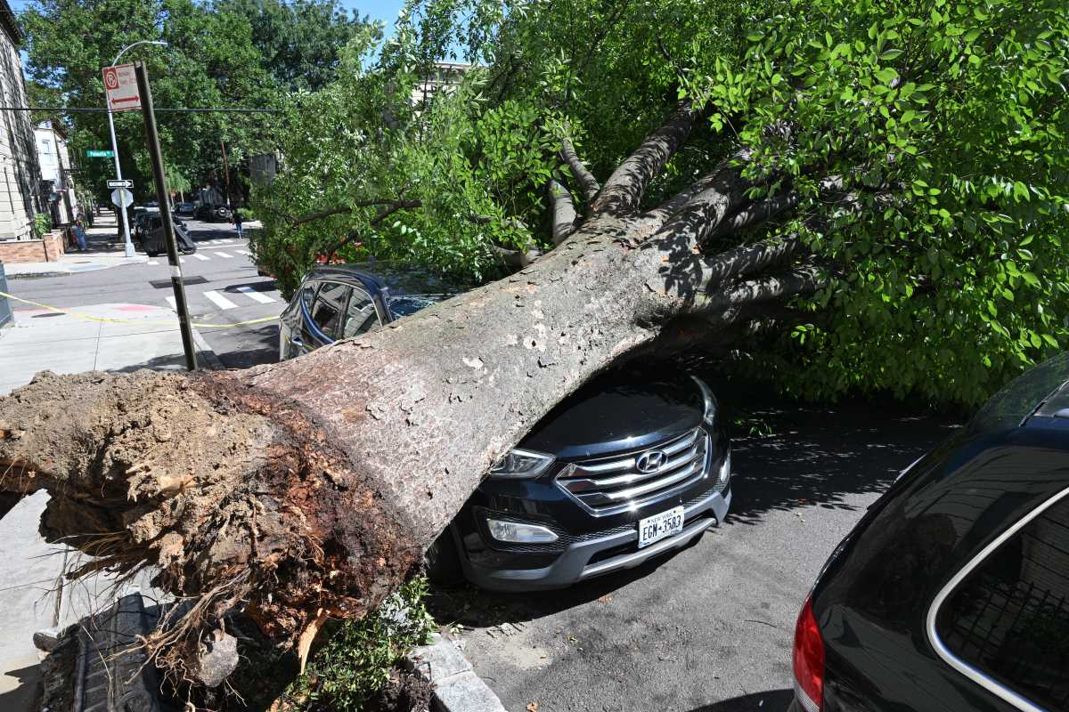 CM Wong calls for more resources for NYC Parks Forestry services amid reported uptick in collapsed trees – QNS