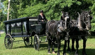 Was that a horse I just saw on East Tremont Avenue? – Bronx Times