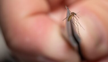 NYC Health Department reports first human West Nile virus case of 2026