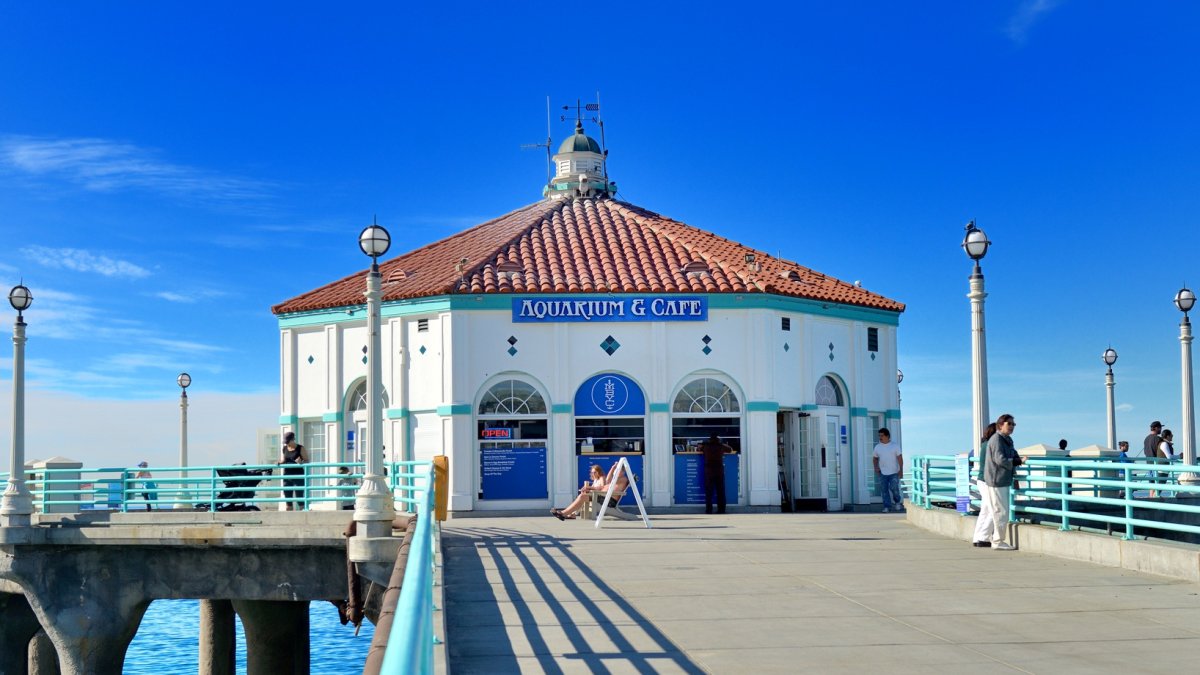 Four giant Pacific seahorses are now at home at this Manhattan Beach aquarium – NBC Los Angeles