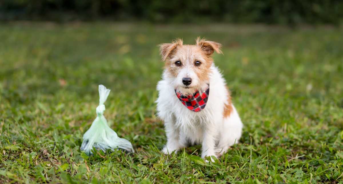 Who gets the pet in a divorce? Custody battles for furry critters in New York begin to resemble similar fights over children