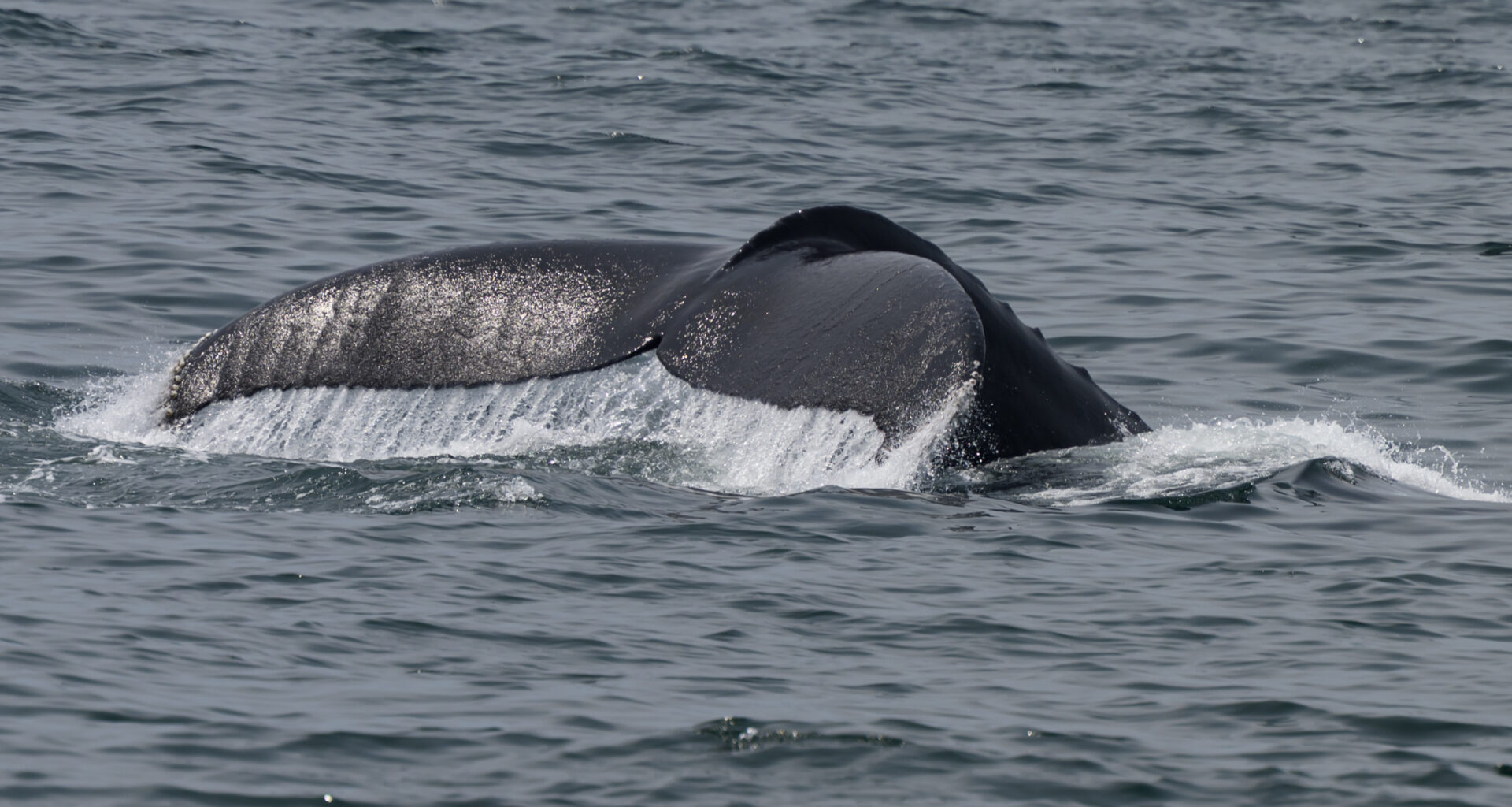 Both whales and boaters will be a bit safer thanks to a new state law.