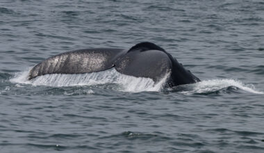 Both whales and boaters will be a bit safer thanks to a new state law.
