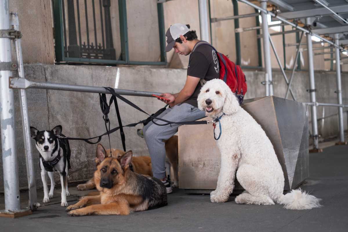 dogs with man on new york city street