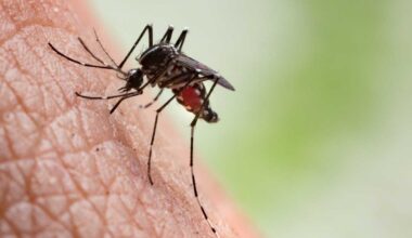 A biting problem: Twice as many NYC mosquito pools testing positive for dangerous West Nile virus this summer, health officials say