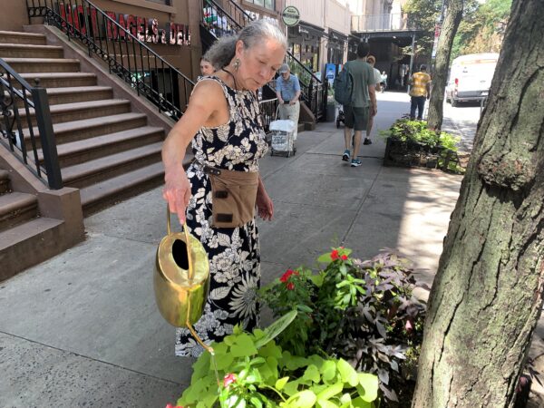The Montague Street Business Improvement District took first place as the 2026 Greenest Commercial Block. Shown: Estela Johannesen, owner of James Weir florist, waters a tree on Montague Street. Photo: Mary Frost/Brooklyn Eagle