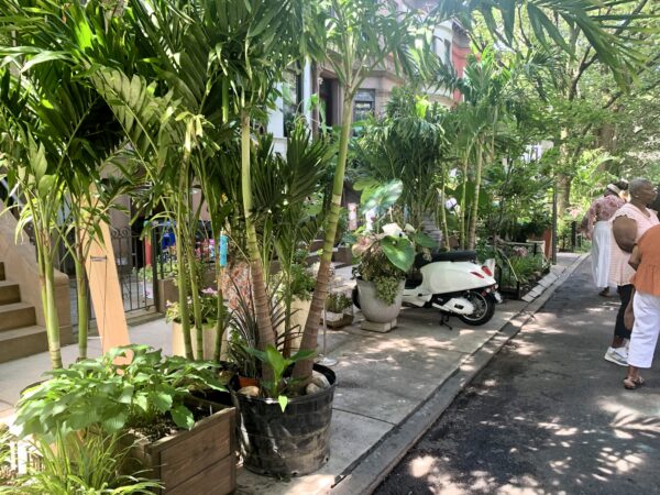Lincoln Place residents created a cool and shady glade along a Crown Heights sidewalk. Photo: Mary Frost/Brooklyn Eagle