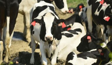 Holstein Dairy Cattle Competition Returns to the Great New York State Fair with Largest Showing in a Decade